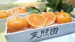 みかん