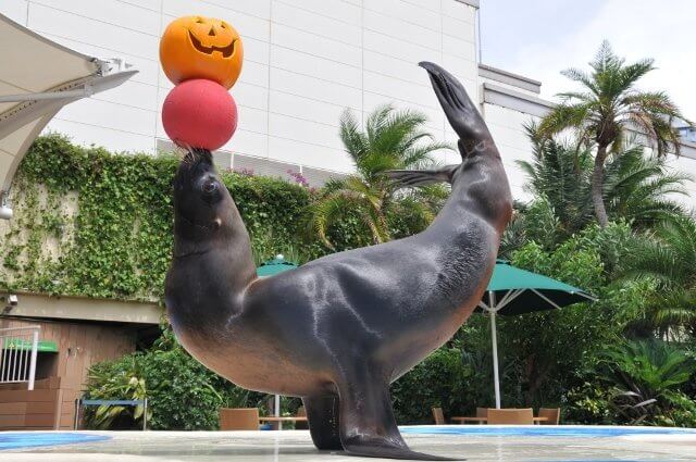 サンシャイン水族館 ハロウィン