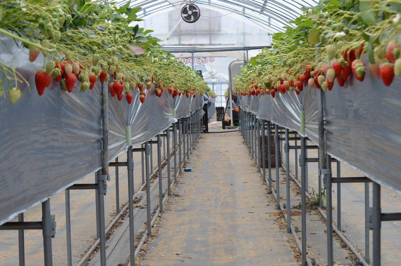 Farmおかよし