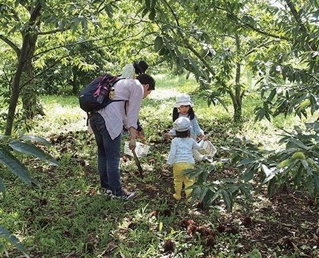 観光農園みどり農園 栗拾いの様子