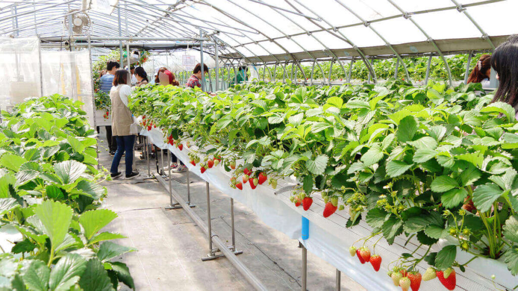 いちご狩り(大阪府)人気の農園8選|予約なし?穴場スポットは?